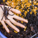 Top 6 Southeast Asia’s Weirdest Street Foods